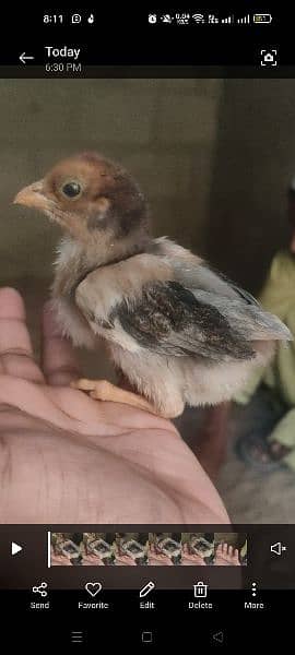 Aseel pure Peele and mianwali lakhay quality chicks for sell 0