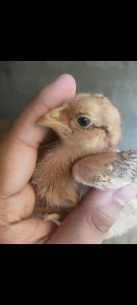 Aseel pure Peele and mianwali lakhay quality chicks for sell 15