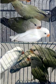 Albino and Rozicolli love birds phattay for sale