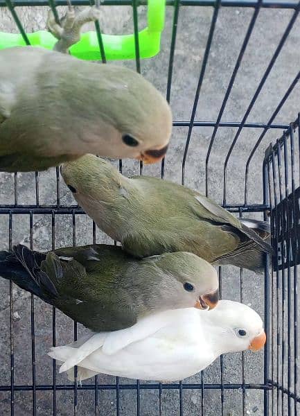 Albino and Rozicolli love birds phattay for sale 1