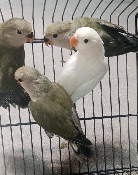 Albino and Rozicolli love birds phattay for sale 2