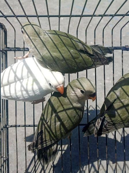 Albino and Rozicolli love birds phattay for sale 3
