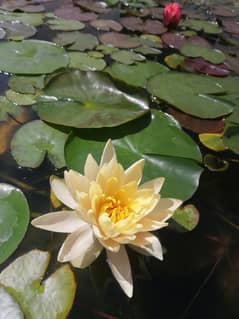 Waterlilies are available