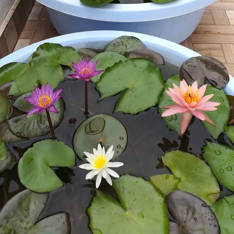 Waterlilies are available 2
