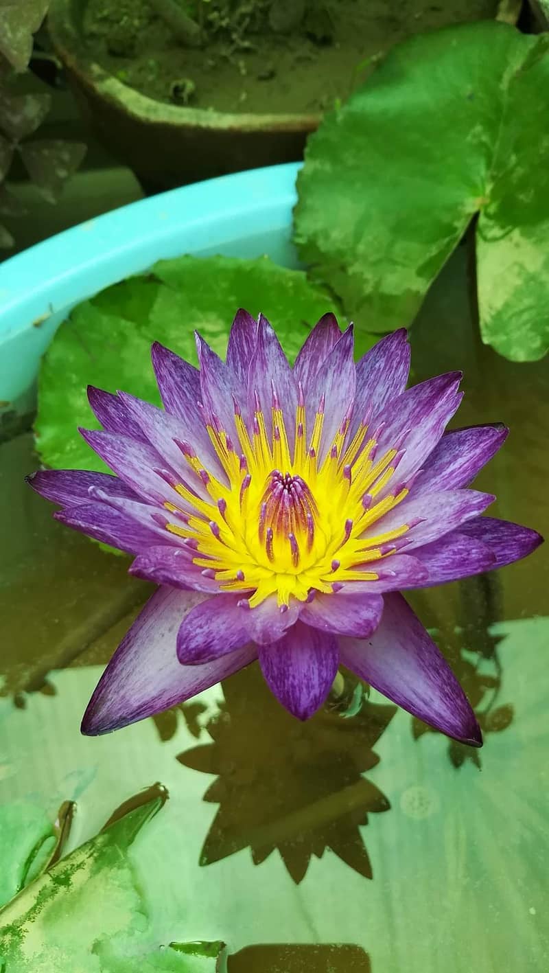 Waterlilies are available 3