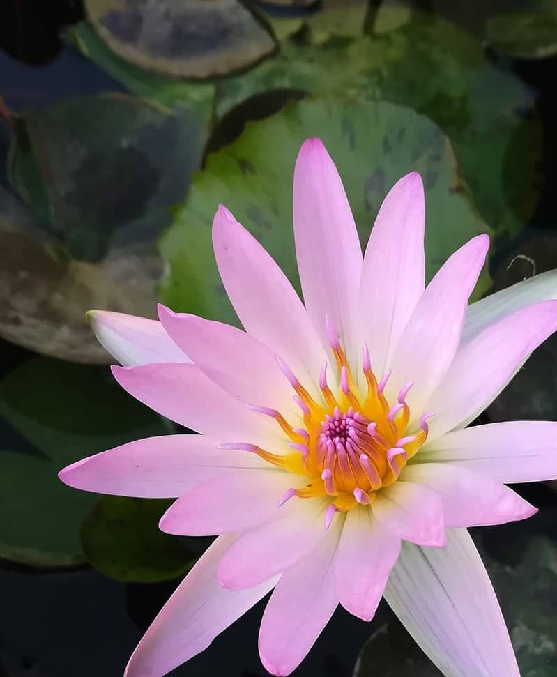 Waterlilies are available 5