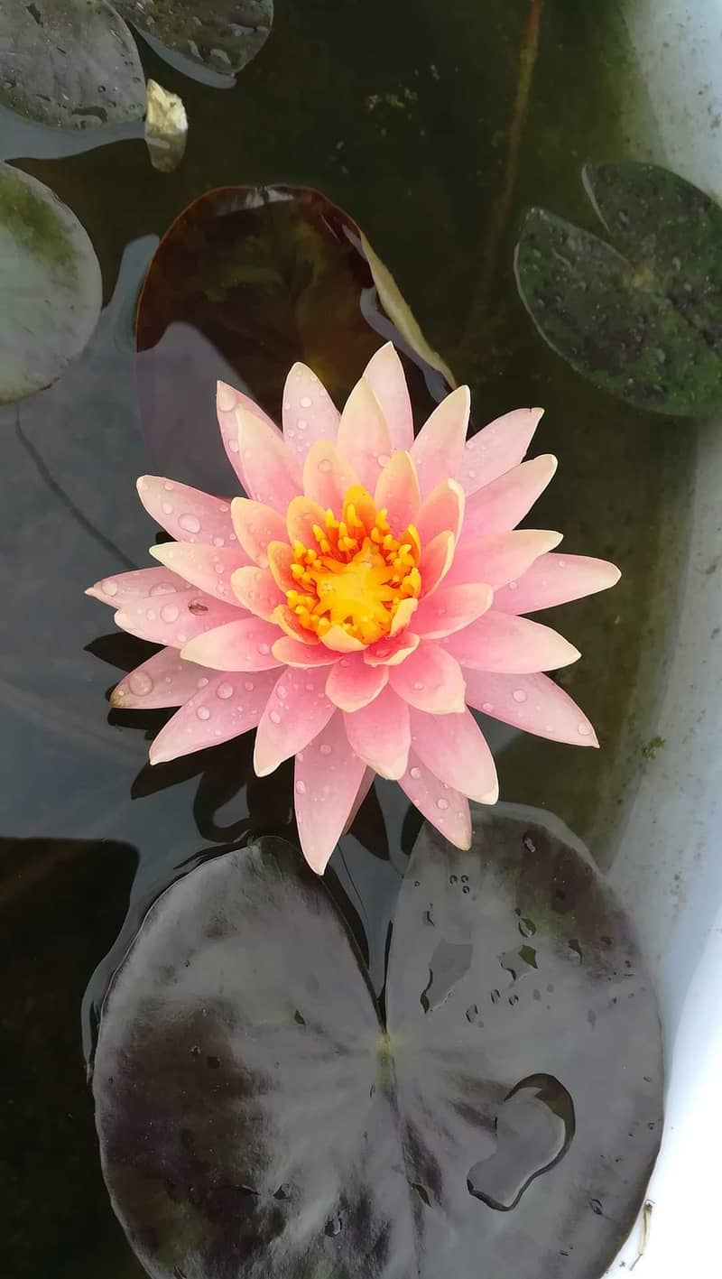 Waterlilies are available 11