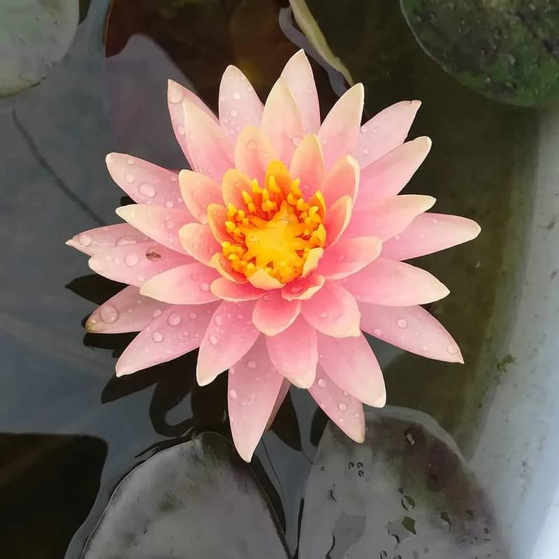 Waterlilies are available 12