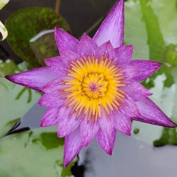 Waterlilies are available 13