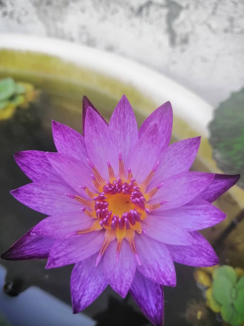 Waterlilies are available 15