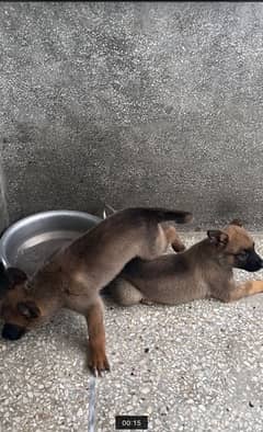 Female Belgian Malinoy Puppies for Sale