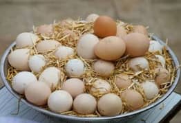 Fertile desi eggs for sale