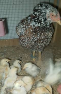 Aseel hen with 13 chicks