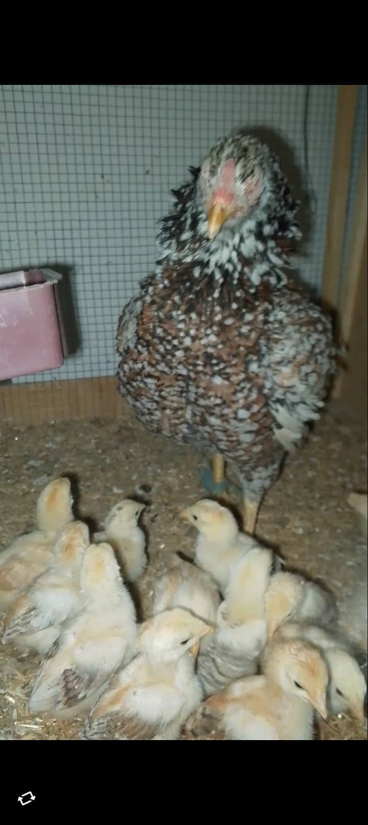 Aseel hen with 13 chicks 1