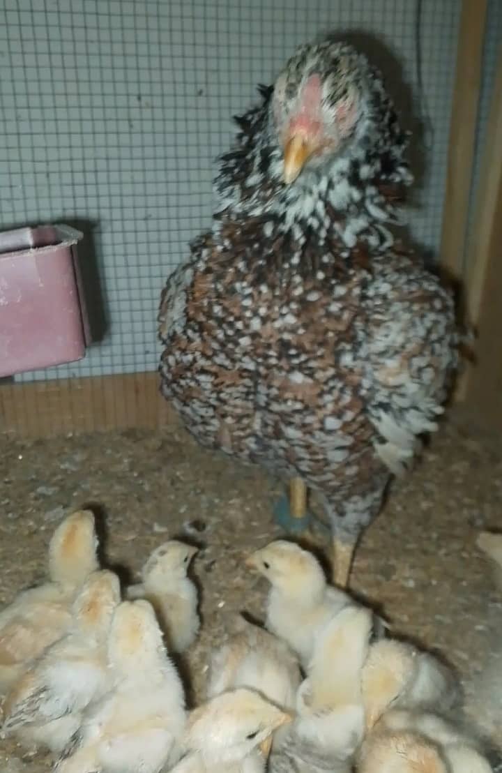 Aseel hen with 13 chicks 2