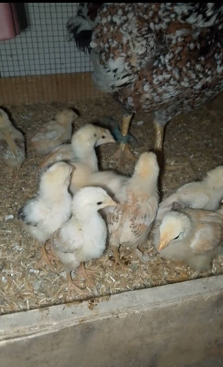 Aseel hen with 13 chicks 3