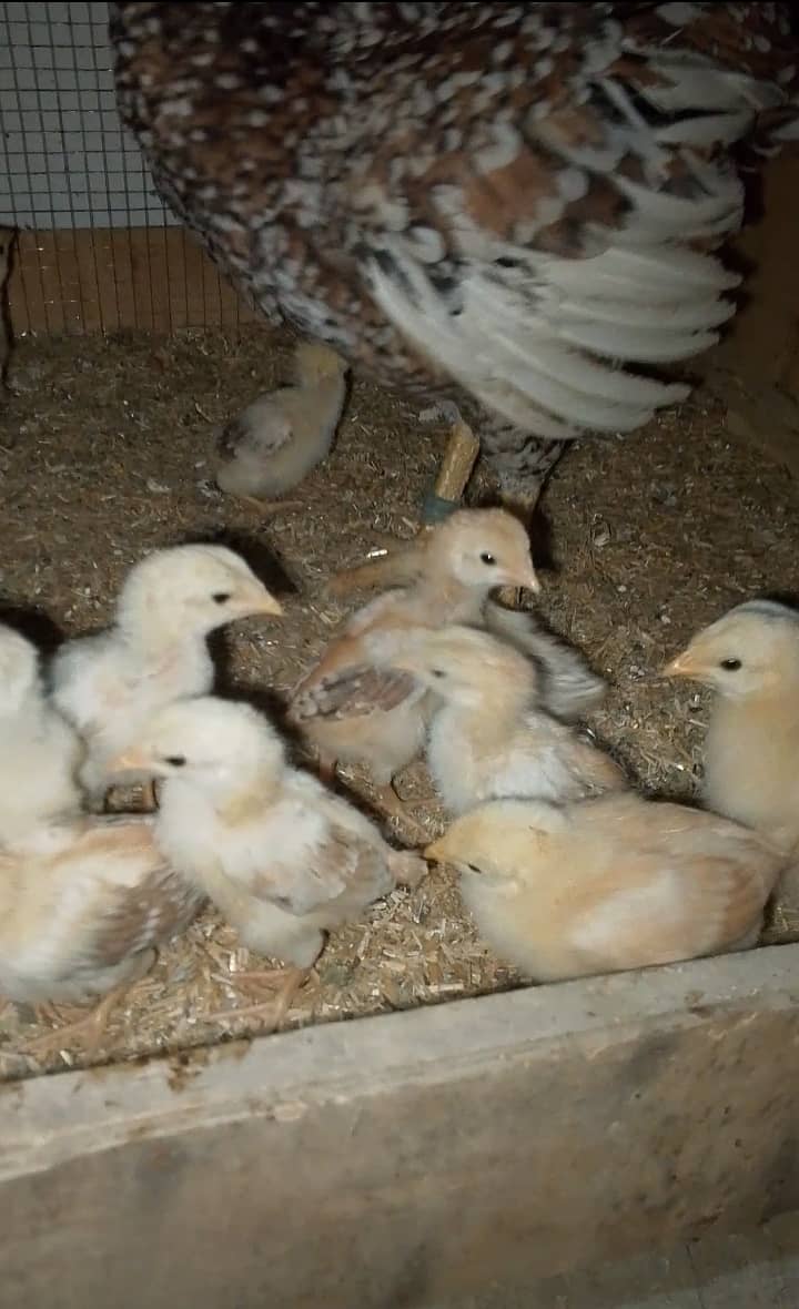 Aseel hen with 13 chicks 4