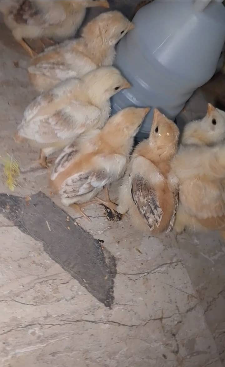 Aseel hen with 13 chicks 5