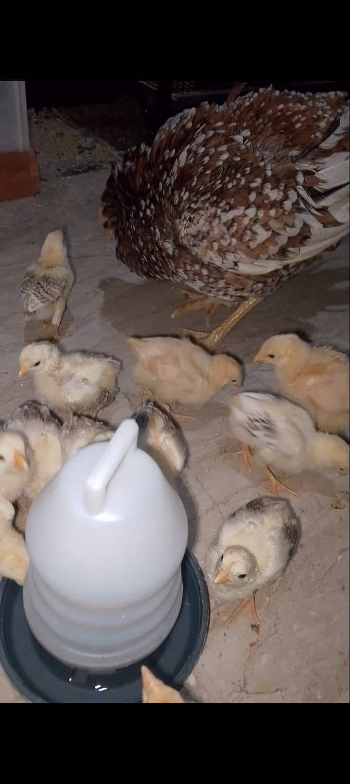 Aseel hen with 13 chicks 6