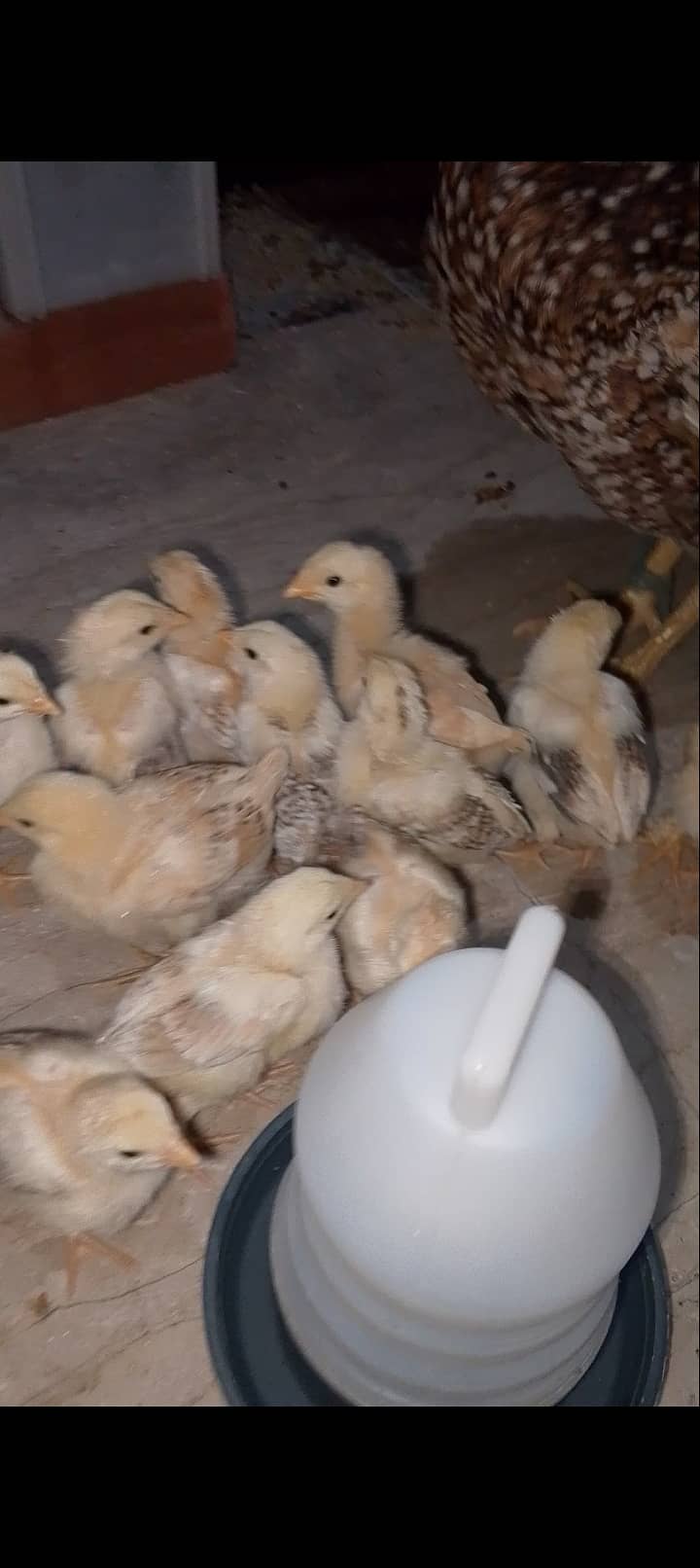 Aseel hen with 13 chicks 7