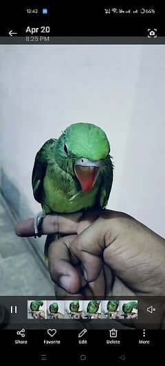 green baby parrot