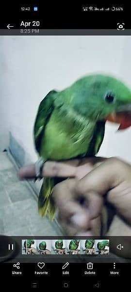 green baby parrot 1