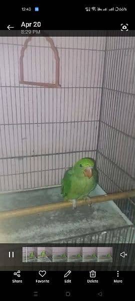 green baby parrot 2