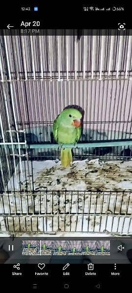 green baby parrot 3