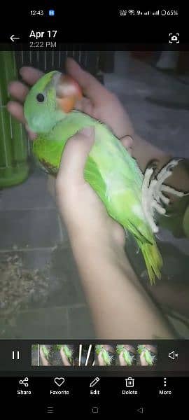 green baby parrot 4