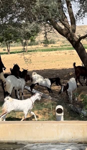goat lot for sale 1