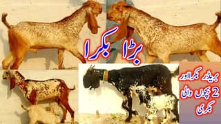 Desi Bakray | Goat For Sale | Pregnent Goat | Farming In pakistan 0