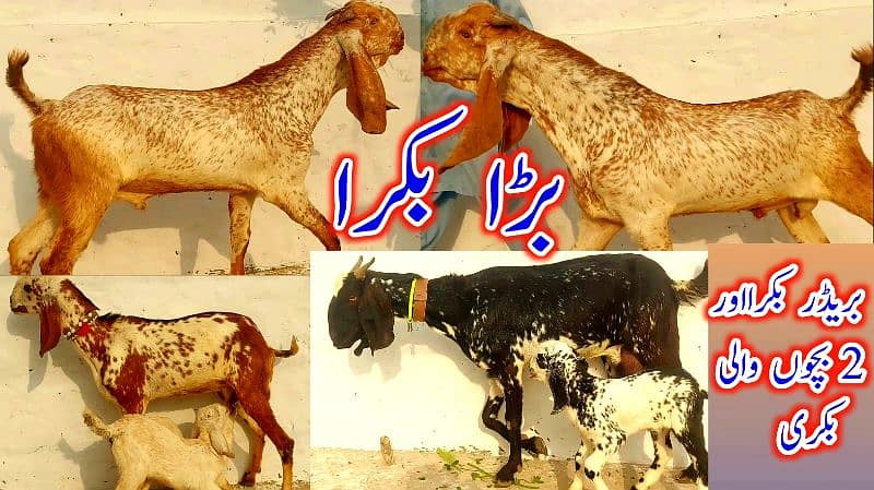 Desi Bakray | Goat For Sale | Rajanpuri Bakray | No1 orignal Goats 0