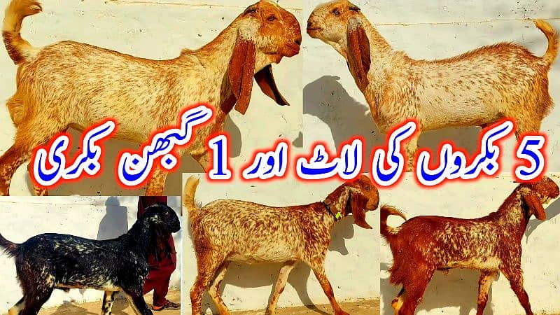 Desi Bakray | Goat For Sale | Pregnent Goat | Farming In pakistan 1