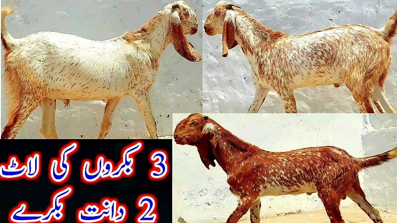 Desi Bakray | Goat For Sale | Rajanpuri Bakray | No1 orignal Goats 2