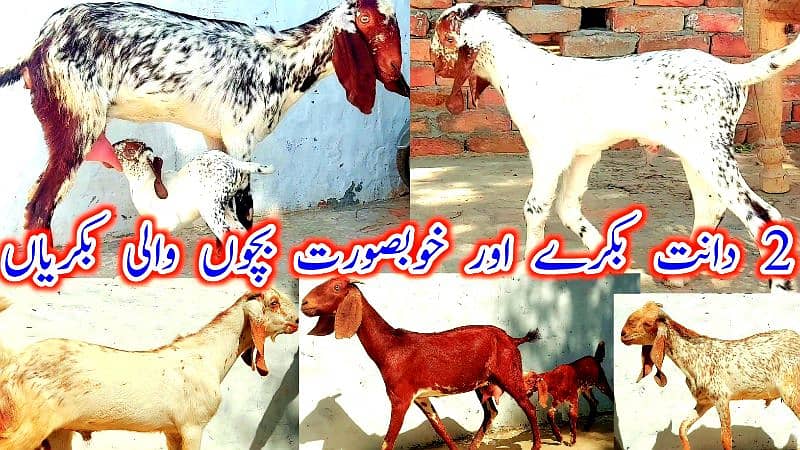 Desi Bakray | Goat For Sale | Rajanpuri Bakray | No1 orignal Goats 3