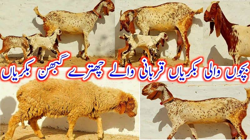 Desi Bakray | Goat For Sale | Pregnent Goat | Farming In pakistan 4