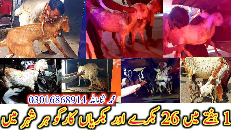 Desi Bakray | Goat For Sale | Rajanpuri Bakray | No1 orignal Goats 5