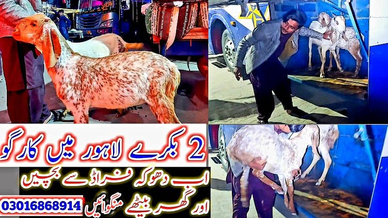 Desi Bakray | Goat For Sale | Pregnent Goat | Farming In pakistan 6