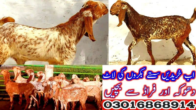 Desi Bakray | Goat For Sale | Rajanpuri Bakray | No1 orignal Goats 7