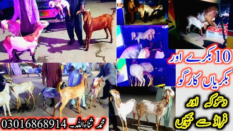 Desi Bakray | Goat For Sale | Rajanpuri Bakray | No1 orignal Goats 8