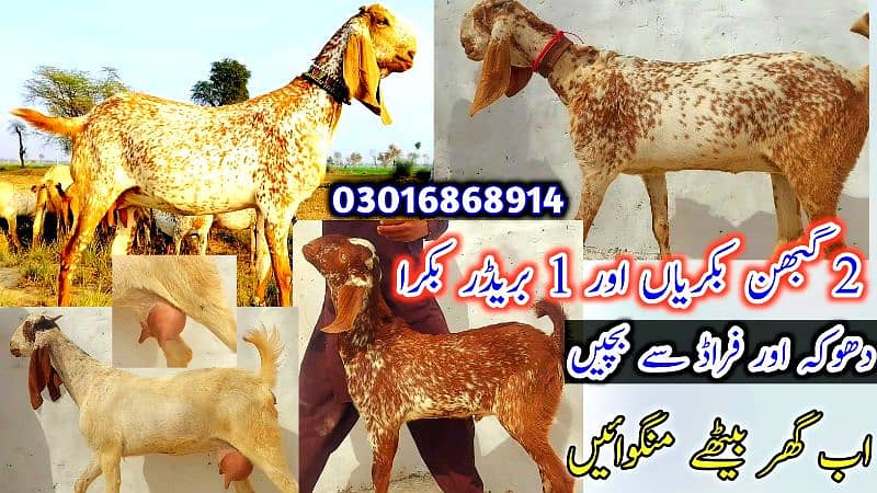 Desi Bakray | Goat For Sale | Rajanpuri Bakray | No1 orignal Goats 9
