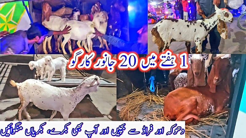 Desi Bakray | Goat For Sale | Pregnent Goat | Farming In pakistan 10