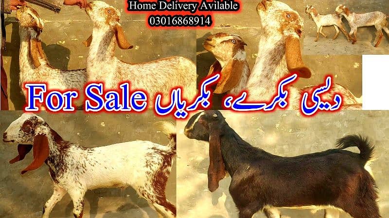 Desi Bakray | Goat For Sale | Rajanpuri Bakray | No1 orignal Goats 11
