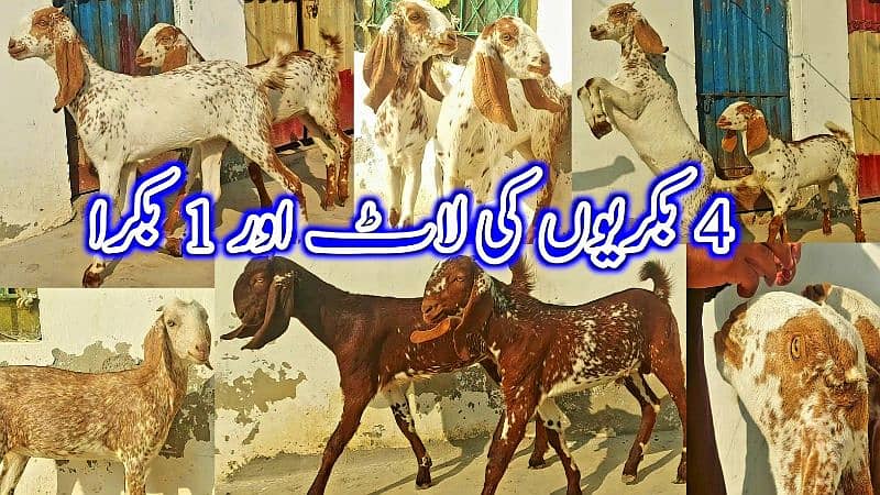 Desi Bakray | Goat For Sale | Pregnent Goat | Farming In pakistan 12