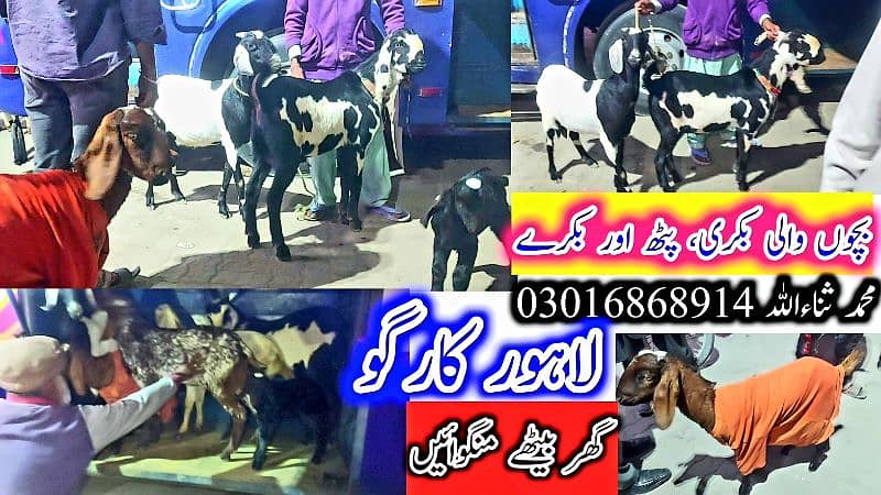 Desi Bakray | Goat For Sale | Rajanpuri Bakray | No1 orignal Goats 13