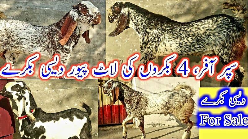 Desi Bakray | Goat For Sale | Pregnent Goat | Farming In pakistan 14