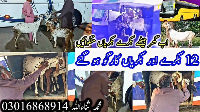 Desi Bakray | Goat For Sale | Pregnent Goat | Farming In pakistan 16