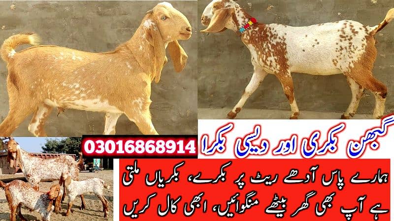 Desi Bakray | Goat For Sale | Rajanpuri Bakray | No1 orignal Goats 17
