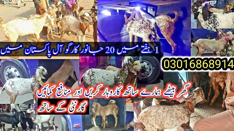 Desi Bakray | Goat For Sale | Rajanpuri Bakray | No1 orignal Goats 18