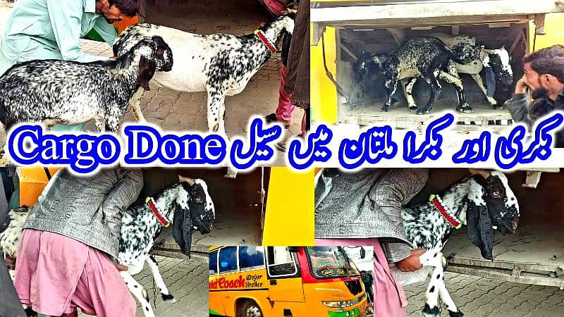 Desi Bakray | Goat For Sale | Rajanpuri Bakray | No1 orignal Goats 19